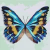 Malowanie po numerach - Błękitny motyl