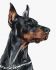 Malowanie po numerach - Dzielny Doberman