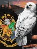 Malowanie po numerach - Harry Potter: Hedwiga i Hogwart ©Warner Bros.