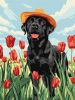 Malowanie po numerach - Uroczy labrador ©art_selena_ua