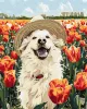 Malowanie po numerach - Szczęśliwy labrador ©art_selena_ua